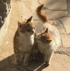 two cats sitting next to each other on the ground