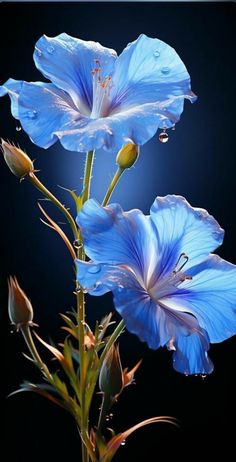 two blue flowers with drops of water on them, in front of a black background