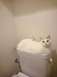 a white cat laying on top of a toilet