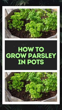 how to grow parsley in pots with text overlay that reads, how to grow parsley in pots