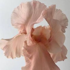 two large pink flowers are shown against a white background