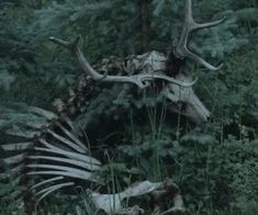 an animal skeleton in the woods with antlers on it's back and neck