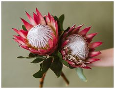 two red and white flowers with green leaves in their center, being held by someone's hand