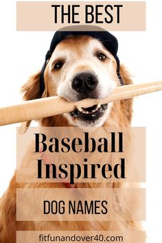 baseball dog names Ballpark Snacks, Mom Bag Essentials, Sports Mom Bag