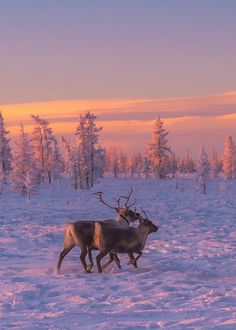 Arctic Sunset, Arctic Reindeer, Russia Winter, Alaska Art, Painting Snow, Winter Sunset, Winter Animals, Winter Vibes, Flower Background