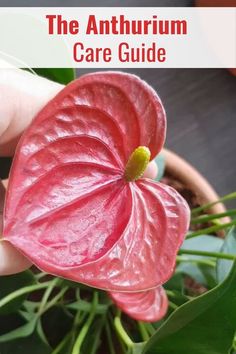 How To Care For Anthurium Plant, Anthurium Plant Care, Anthurium Care, Peace Plant, Flamingo Plant, Special Plants, Anthurium Plant, Anthurium Flower, Flamingo Flower