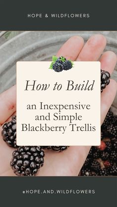 a hand holding blackberries with the words how to build an expensive and simple blackberry trellis