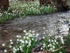 snowdrops are blooming in the woods near a stream