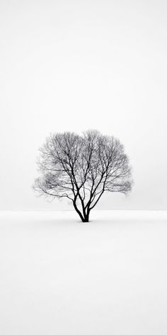 a lone tree stands in the middle of a snowy field with no leaves on it