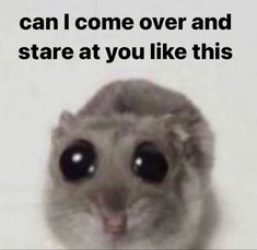 a small rodent with big eyes and the caption can i come over and stare at you like this