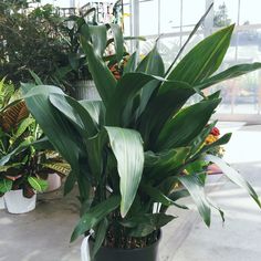 some very pretty green plants in a big room