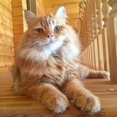 an orange cat sitting on top of a wooden floor next to a stair case and looking at the camera