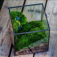 Buddha Moss Terrarium DIY set Glass Terrarium with Door, Tin Sealed Cube 5.9 inches - NCYPgarden Moss Terrarium Diy, Glass Terrarium Ideas, String Of Turtles, Unique Terrarium, Pot Image, Fern Moss, Fern Flower, Creative Planter, Iron Planters