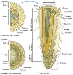 the structure of an animal's cell