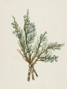 a watercolor painting of a plant with green leaves