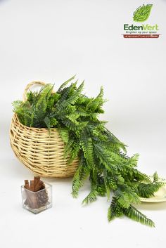 a wicker basket filled with green plants next to a small container full of cinnamons