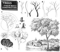 trees and their basic construction are shown in black and white, as well as an image of