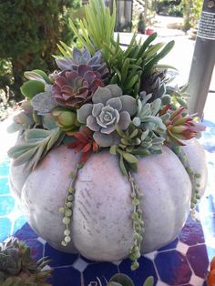 a white pumpkin filled with succulents sitting on top of a blue table