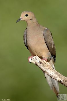 a bird sitting on top of a wooden branch