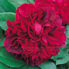 two red flowers with green leaves around them