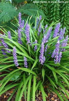 purple flowers are blooming in the garden