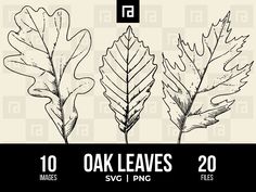 three oak leaves are shown in black and white, with the words oak leaves below them