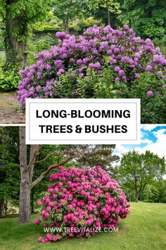 trees and bushes with the title long - blooming trees & bushes