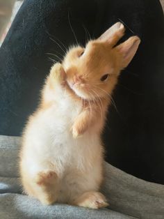 a small brown and white hamster standing on its hind legs