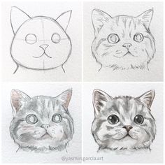 four different types of cats drawn in pencil