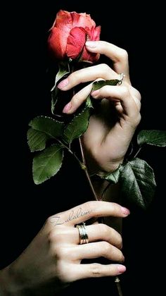 a woman's hands holding a red rose in front of her face with the word love written on it