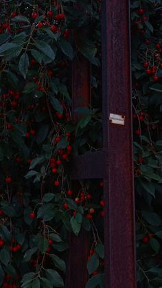 berries are growing on the side of a building