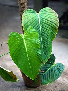 a heart shaped plant with green leaves in a brown pot on the ground next to a rope