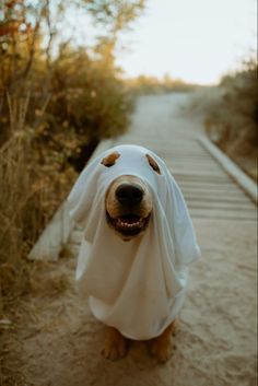 a dog wearing a ghost costume walking down a path