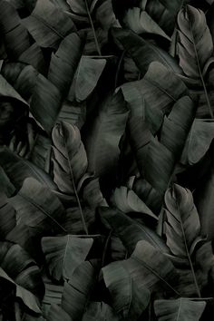 black and white photograph of large leaves on the ground with dark green foliage in the background