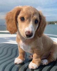 a brown and white dog sitting on top of a boat