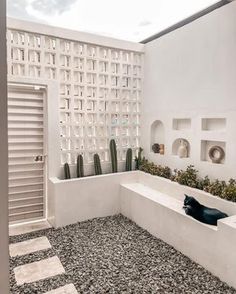 a cat is sitting in the bathtub next to some cacti and succulents