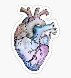 the human heart sticker is shown on a white background with an image of it's inside