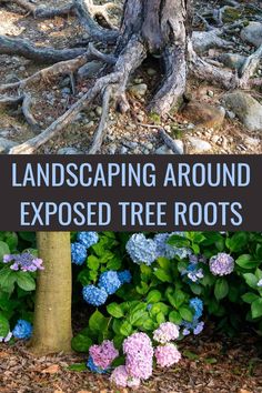 trees and shrubs with the words landscaping around exposed tree roots on them in front of some flowers