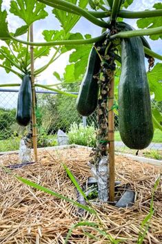 cucumbers growing on the vine in an open area with straw and grass around them