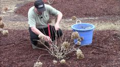 a man kneeling down next to a blue bucket filled with dirt and plants in it