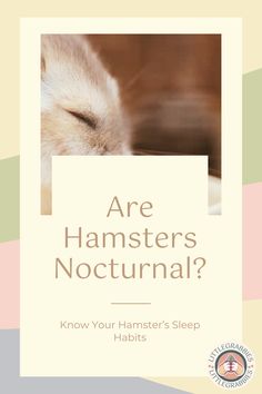 a book with the title are hamsters notturnal? know your hamster's sleep habit