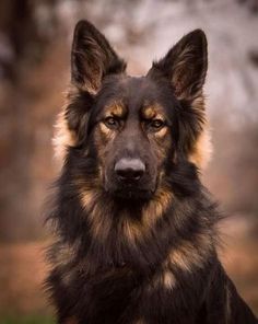 a black and brown dog sitting in the grass