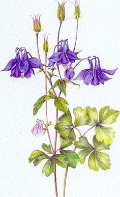 a drawing of purple flowers with green leaves