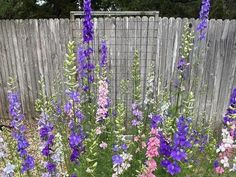 purple and white flowers are growing in a garden