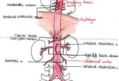 Arteries and Veins Medical Biology, Abdominal Aorta, Arteries And Veins, Musculoskeletal System, Lower Limb, Medical School Studying, Biology Notes, Back Pain Exercises, Science Biology