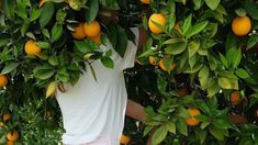 a man is picking oranges from a tree with his hands on the top of it