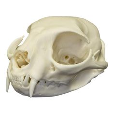 an animal's skull is shown on a white background