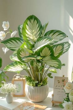 a potted plant sitting on top of a table next to other plants and flowers