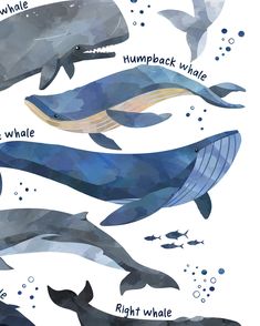 the different types of whales are depicted in this poster