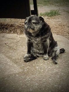 a black and gray dog sitting on top of a cement slab